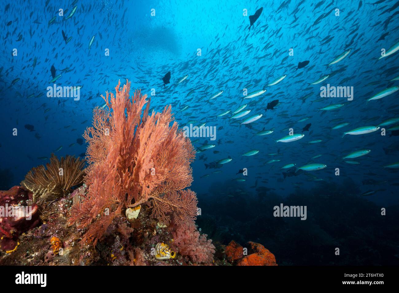 Colored Coral Reef, Raja Ampat, West Papua, Indonesia Stock Photo