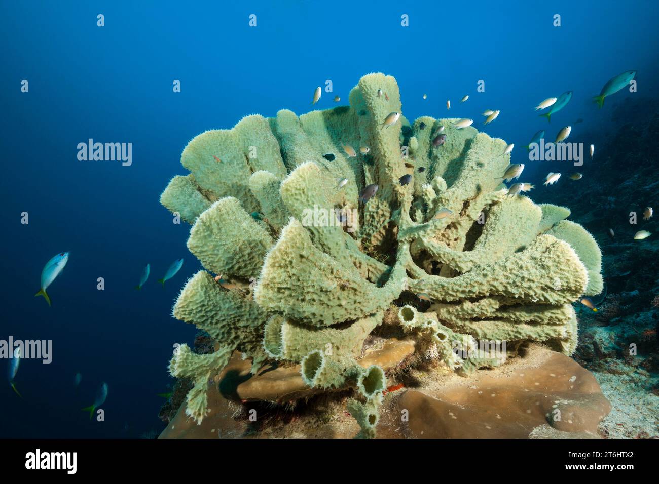 Coral reef with Tube Sponge, Raja Ampat, West Papua, Indonesia Stock Photo