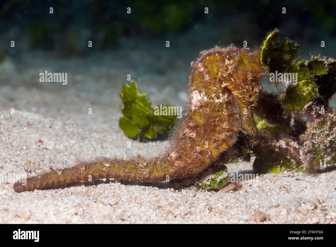 Estuary Seahorse, Hippocampus kuda, Raja Ampat, West Papua, Indonesia Stock Photo