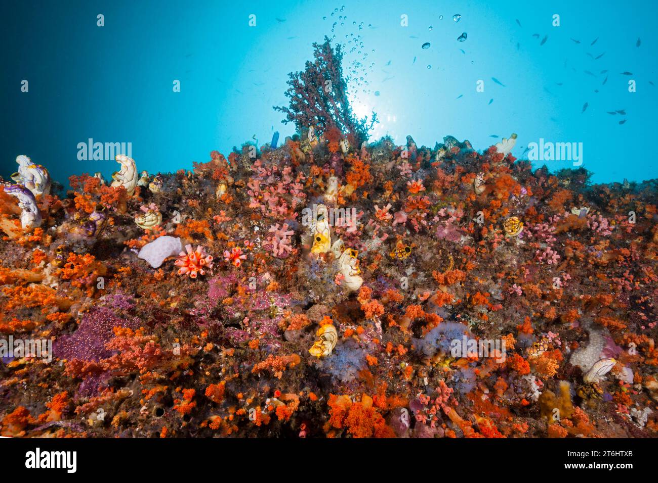 Colored Coral Reef, Raja Ampat, West Papua, Indonesia Stock Photo
