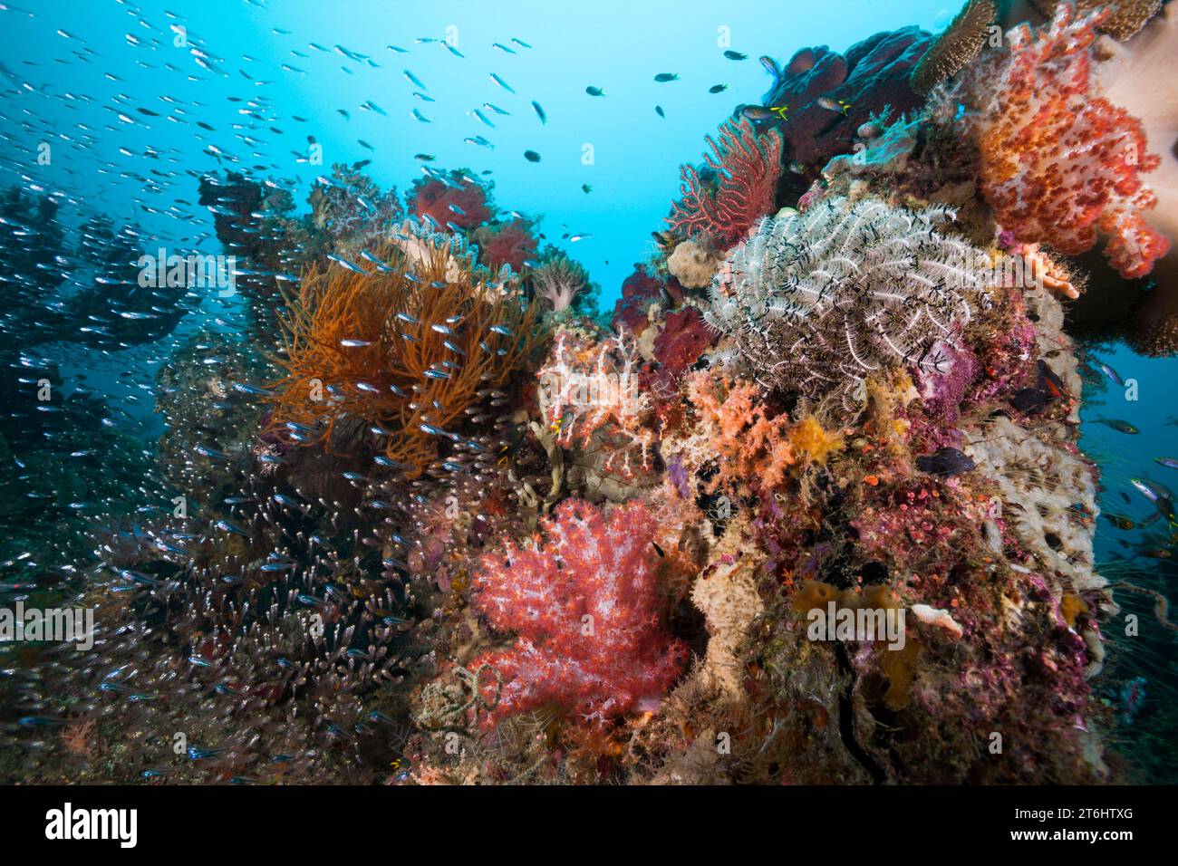 Species rich Coral Reef, Raja Ampat, West Papua, Indonesia Stock Photo