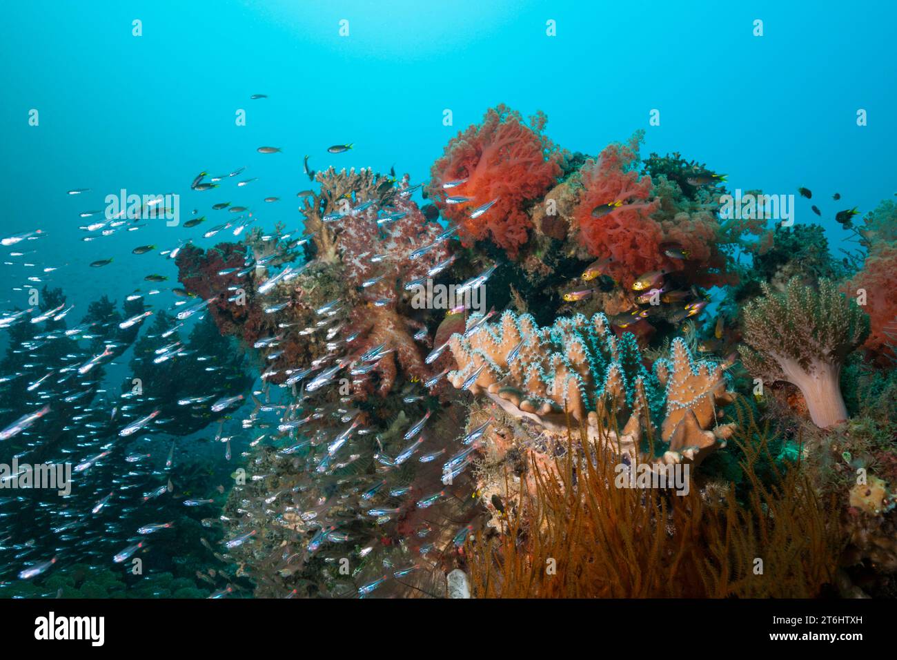 Species rich Coral Reef, Raja Ampat, West Papua, Indonesia Stock Photo