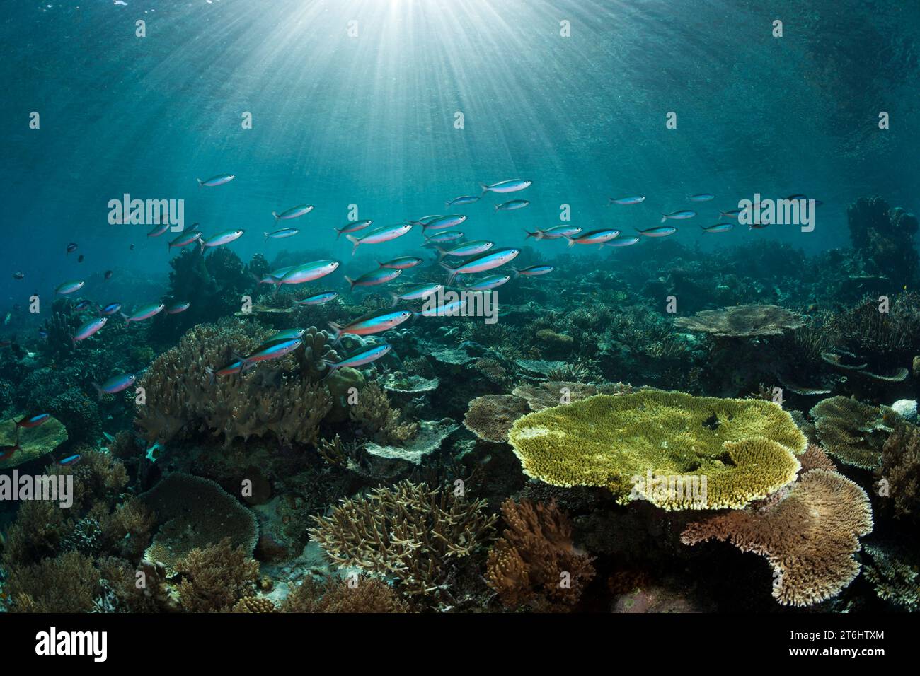 Hard Coral Reef, Raja Ampat, West Papua, Indonesia Stock Photo