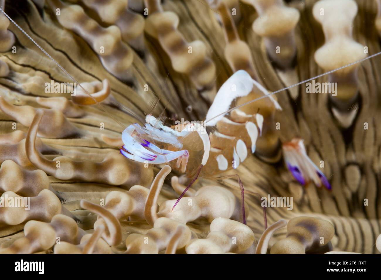 Anemone Commensal Shrimp, Periclimenes magnificus, Raja Ampat, West Papua, Indonesia Stock Photo