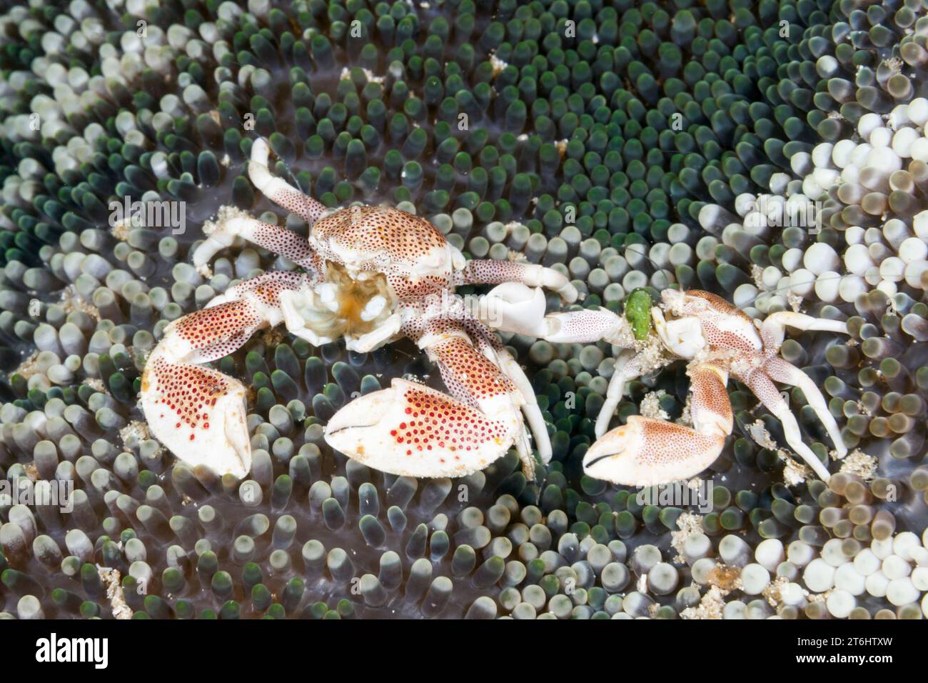 Porcelain Crab in Anemone, Neopetrolisthes maculatus, Raja Ampat, West Papua, Indonesia Stock Photo