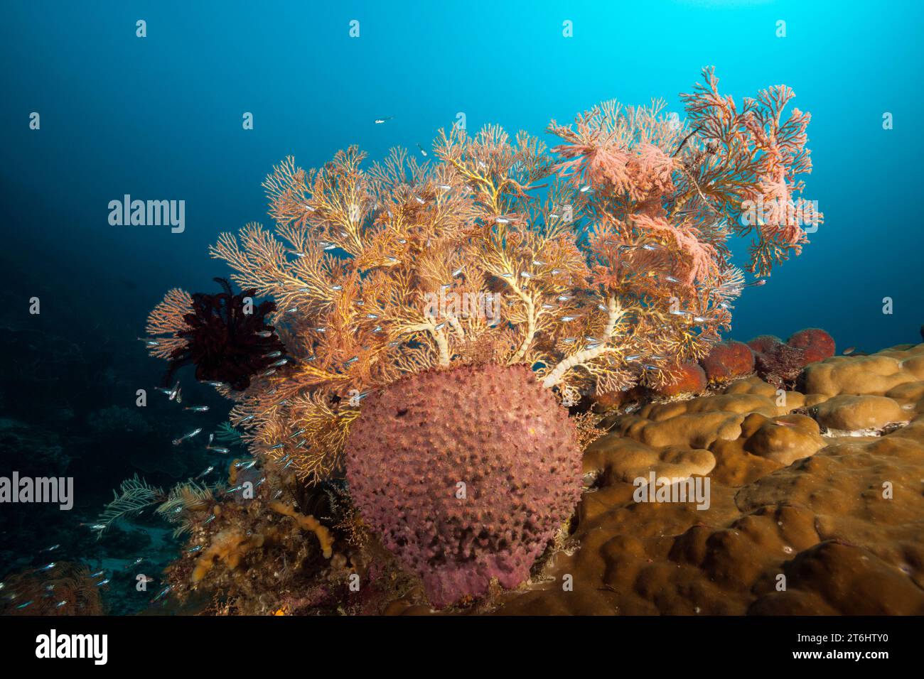 Species rich Coral Reef, Raja Ampat, West Papua, Indonesia Stock Photo