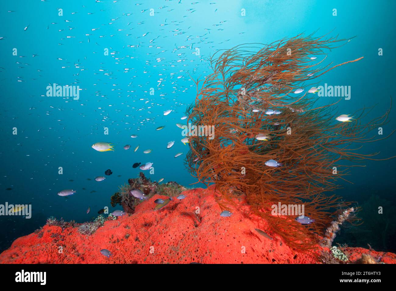 Colored Coral Reef, Raja Ampat, West Papua, Indonesia Stock Photo