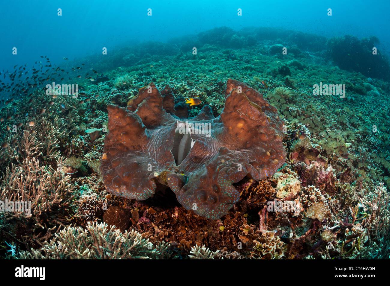 Giant Clam in Coral reef, Tridacna squamosa, Raja Ampat, West Papua, Indonesia Stock Photo