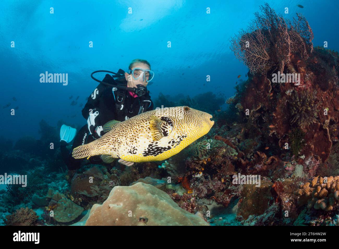 Map Puffer and Scuba diver, Arothron mappa, Raja Ampat, West Papua, Indonesia Stock Photo