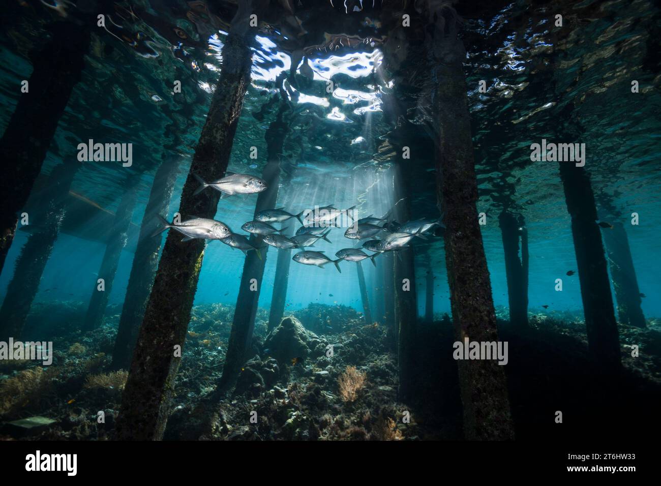 Schooling Bigeye Trevally Under Jetty, Caranx Sexfasciatus, Raja Ampat ...