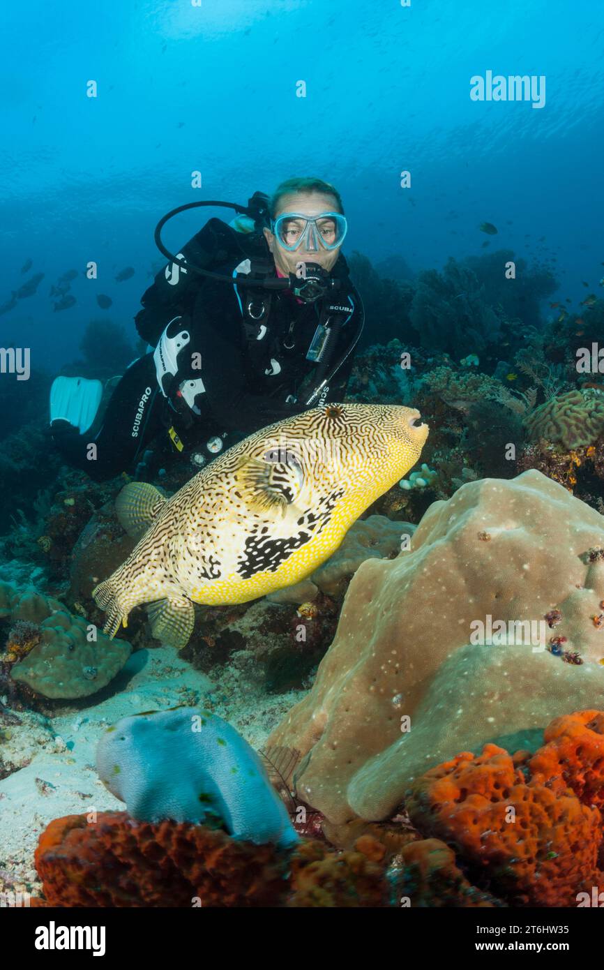 Map Puffer and Scuba diver, Arothron mappa, Raja Ampat, West Papua, Indonesia Stock Photo