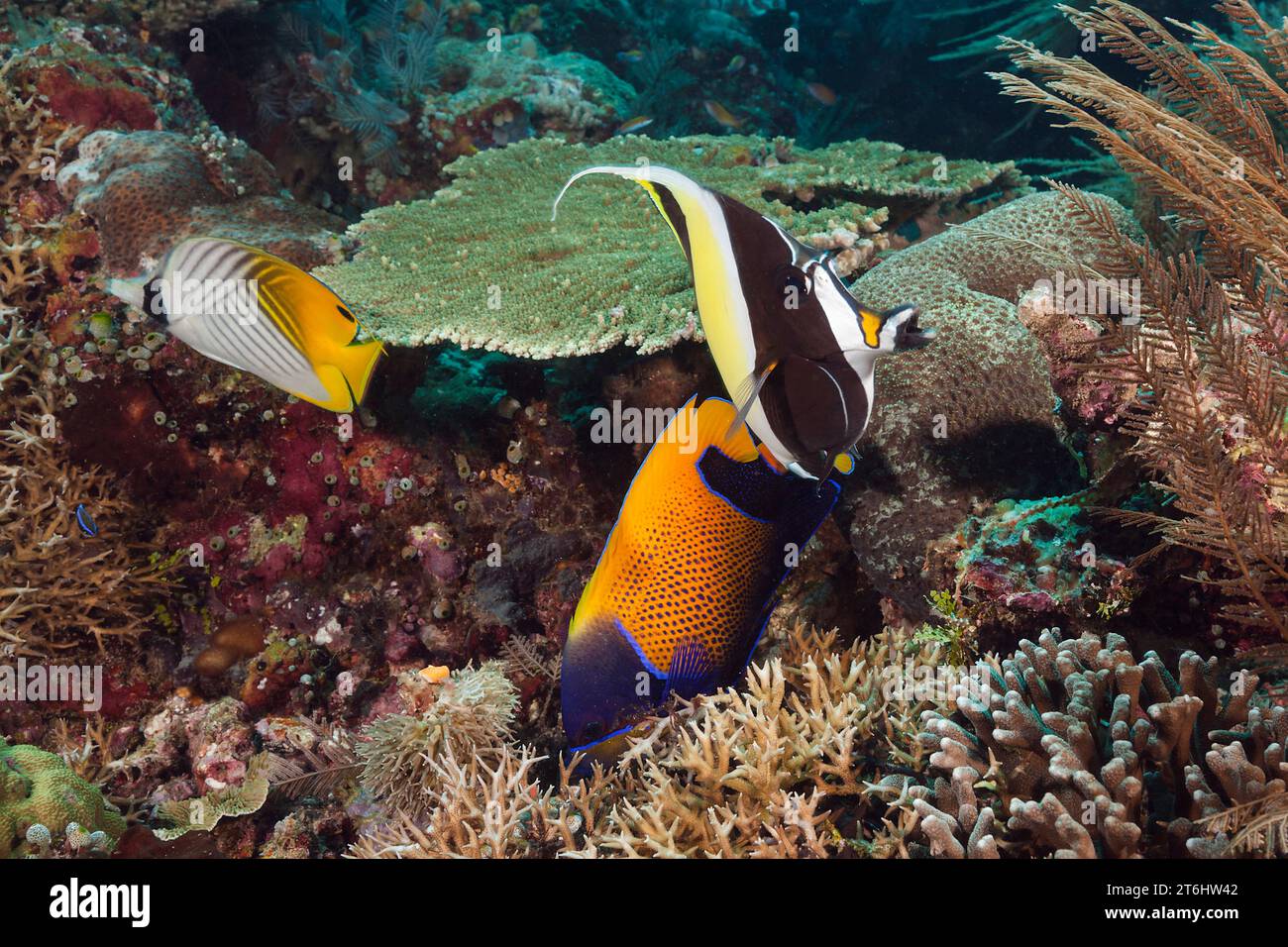 Coral Fish in Coral Reef, Raja Ampat, West Papua, Indonesia Stock Photo