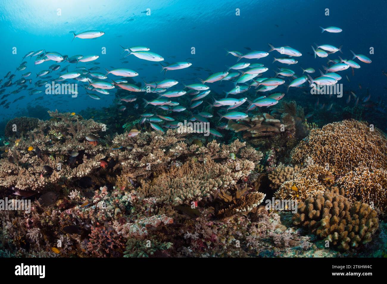 Fusiliers over Coral reef, Pterocaesio tesselata, Raja Ampat, West Papua, Indonesia Stock Photo