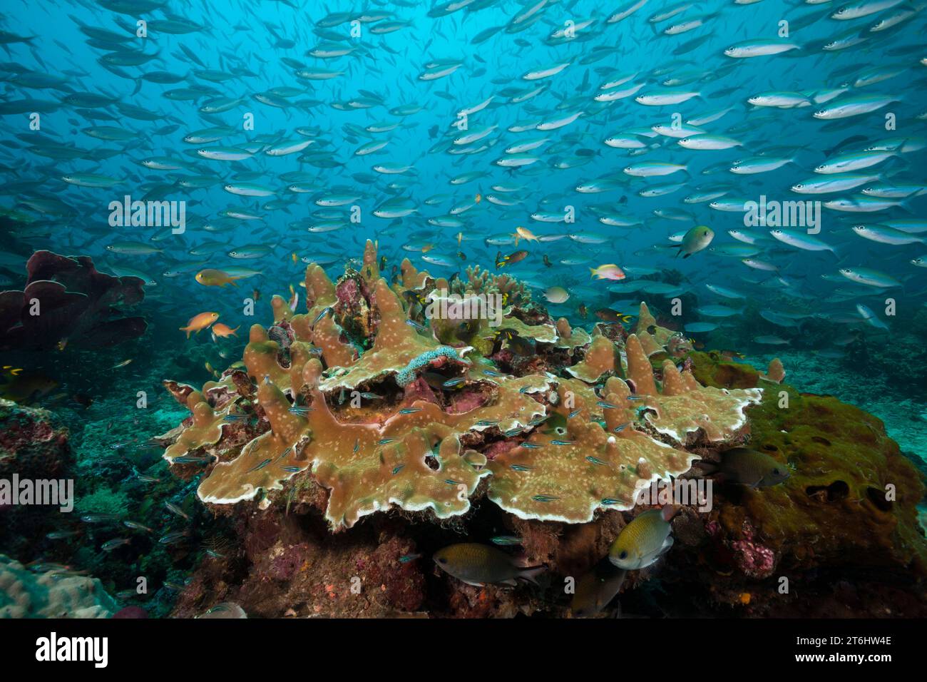 Fusiliers over Coral reef, Pterocaesio tesselata, Raja Ampat, West Papua, Indonesia Stock Photo