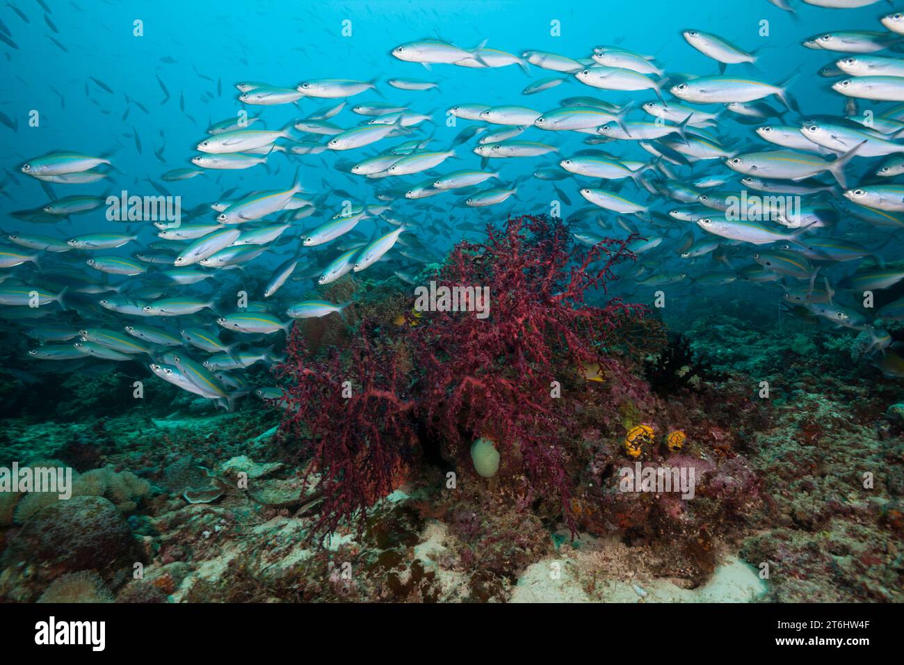 Fusiliers over Coral reef, Pterocaesio tesselata, Raja Ampat, West Papua, Indonesia Stock Photo