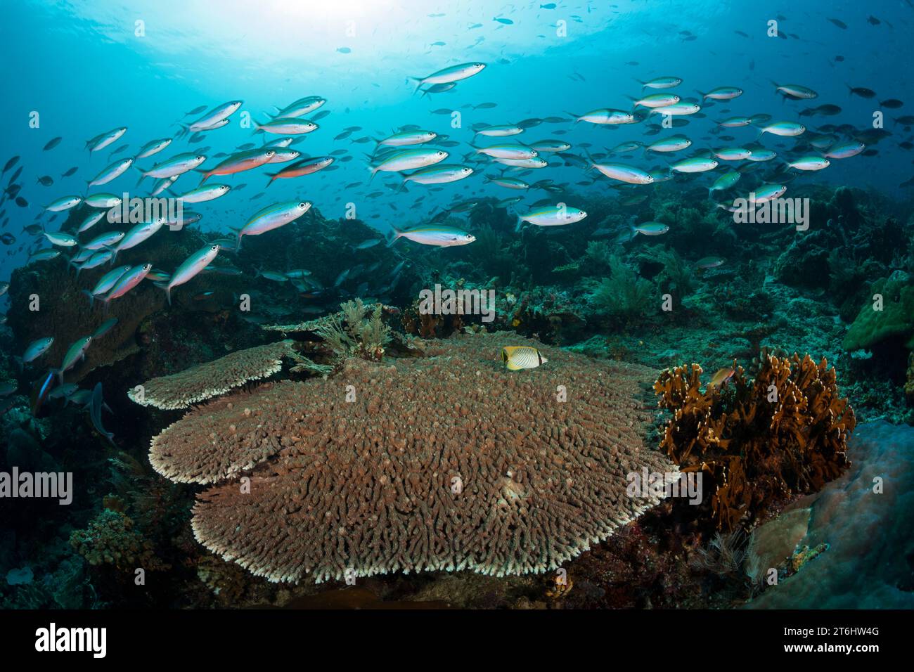 Fusiliers over Coral reef, Pterocaesio tesselata, Raja Ampat, West Papua, Indonesia Stock Photo