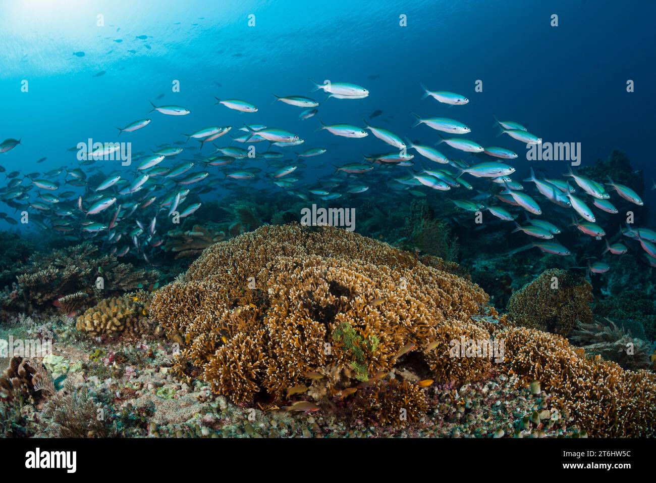 Fusiliers over Coral reef, Pterocaesio tesselata, Raja Ampat, West Papua, Indonesia Stock Photo