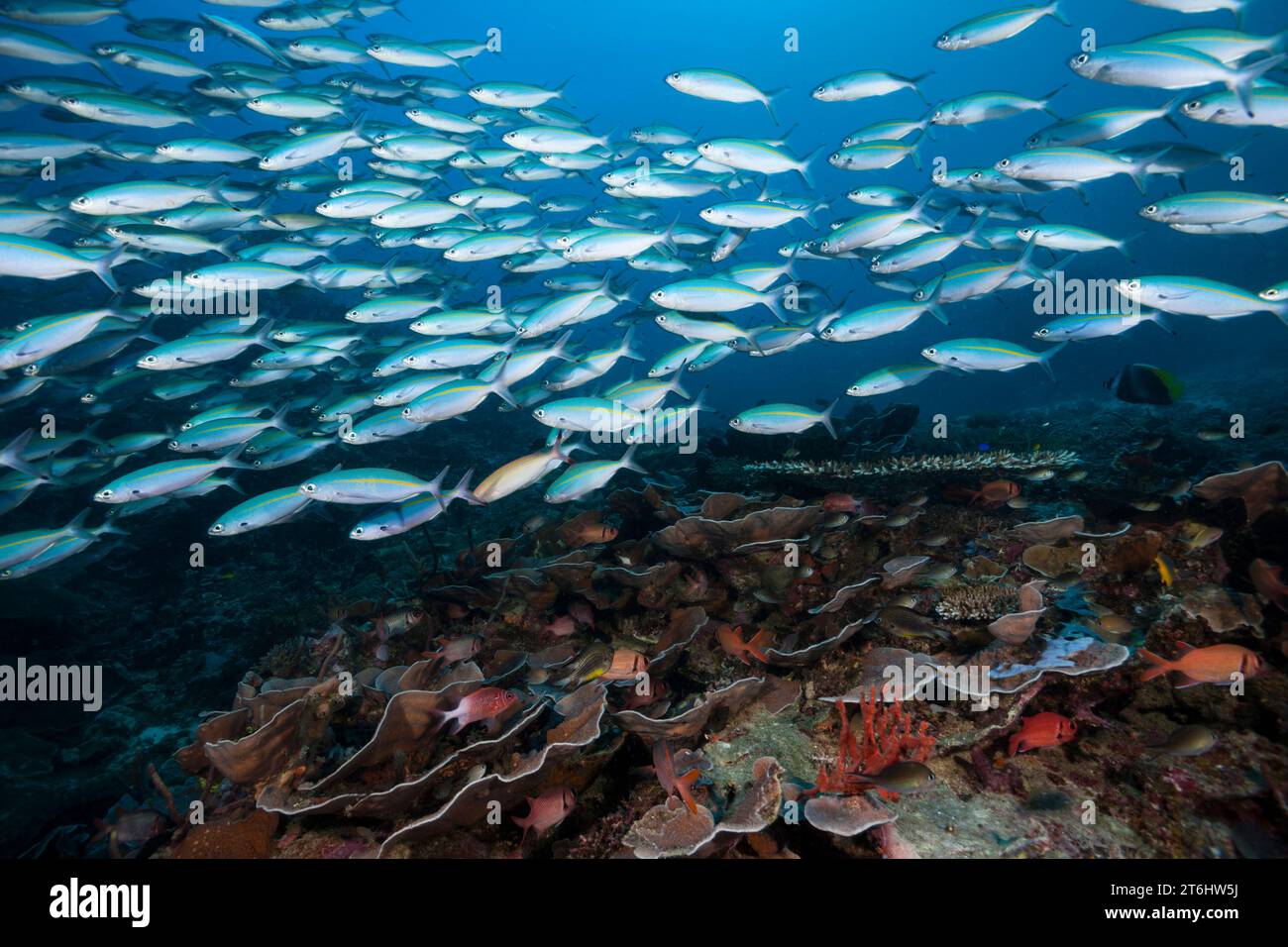Fusiliers over Coral reef, Pterocaesio tesselata, Raja Ampat, West Papua, Indonesia Stock Photo