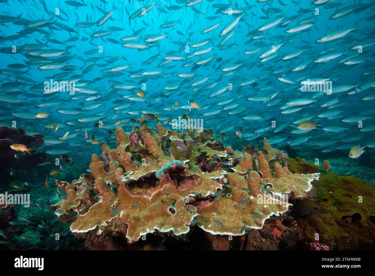Fusiliers over Coral reef, Pterocaesio tesselata, Raja Ampat, West Papua, Indonesia Stock Photo