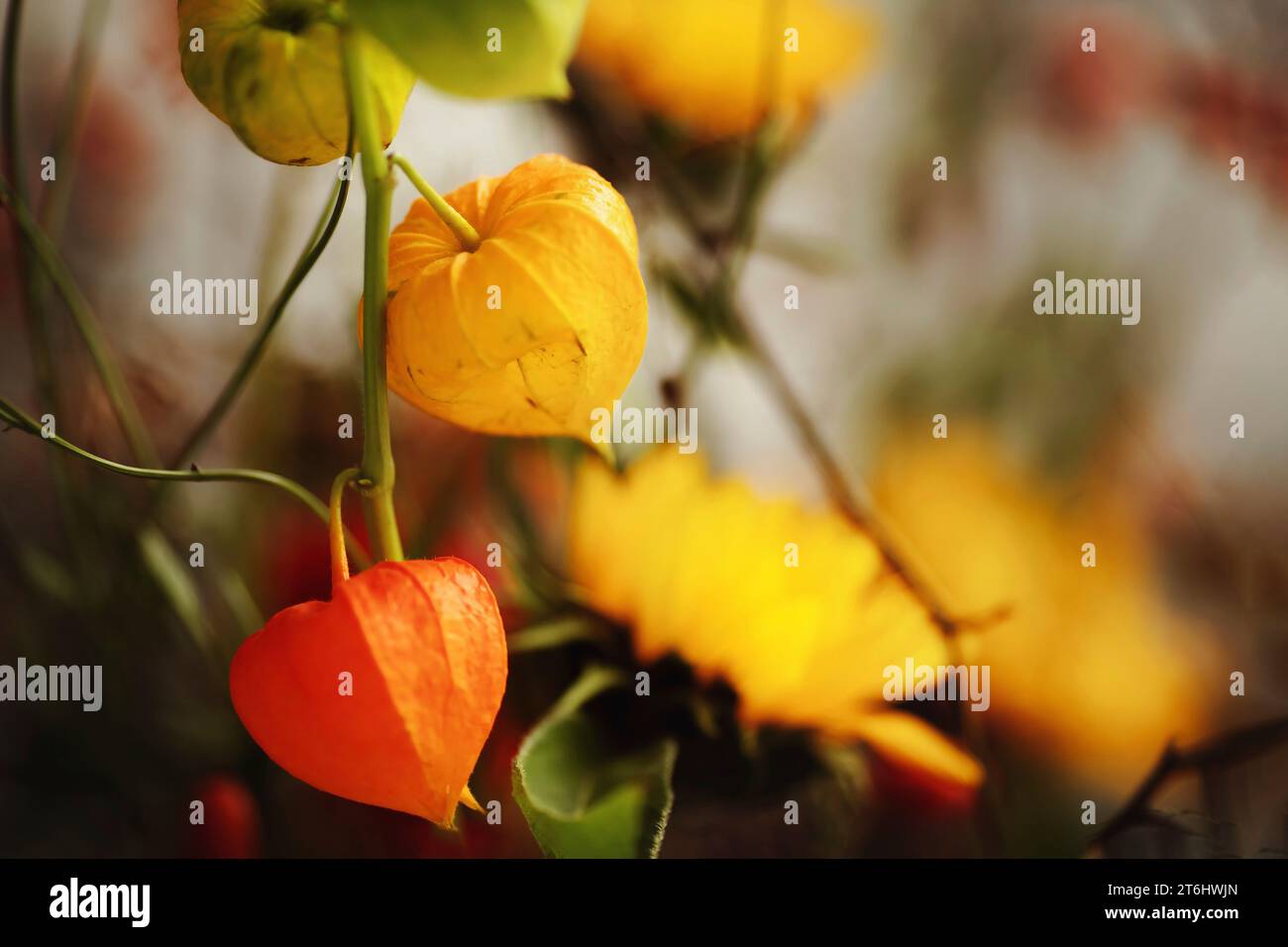 bladder cherry, Physalis alkekengi, orange and yellow. Stock Photo