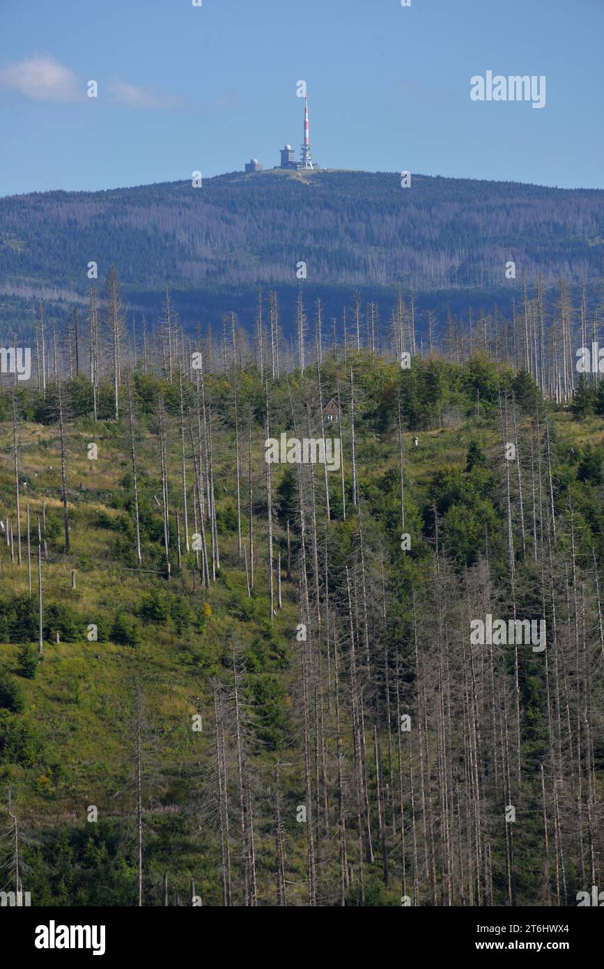 dead trees at the Brocken in the Harz mountains Stock Photo - Alamy