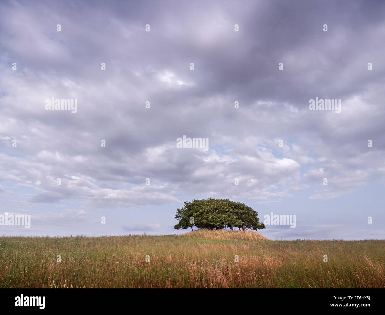 Freestanding group of trees in Feldberg lake landscape Stock Photo