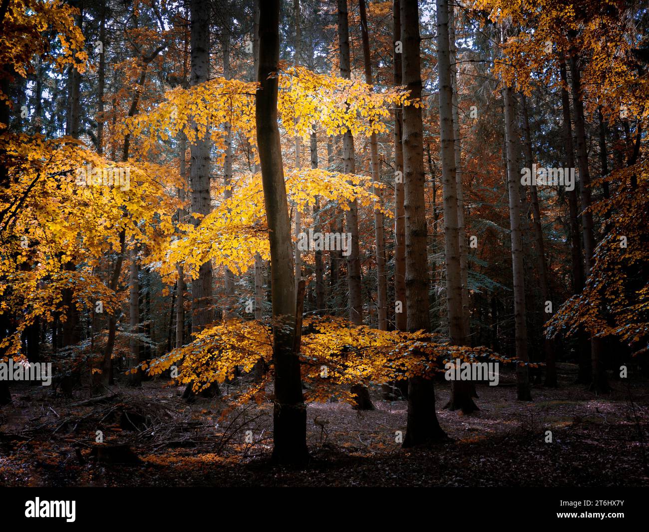 A ray of sunshine makes autumn colored leaves glow in the forest Stock Photo