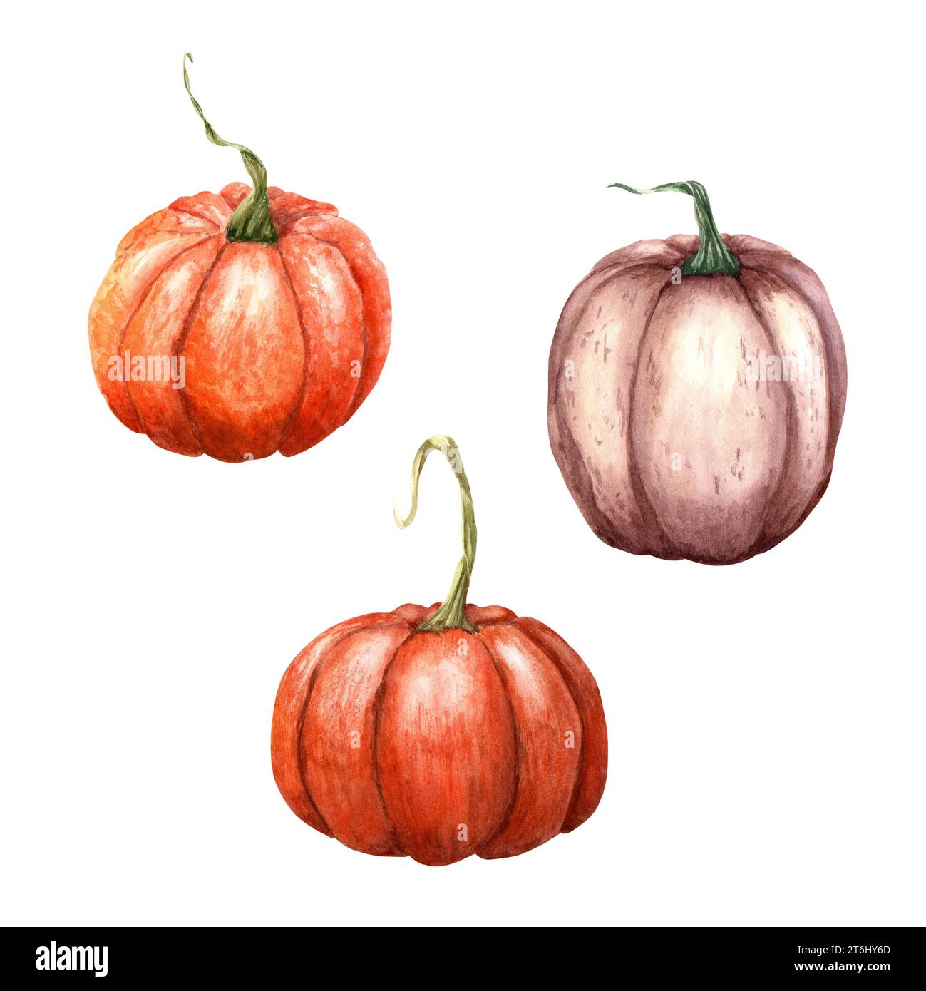Set of pumpkins. Watercolor illustration isolated on white Stock Photo ...