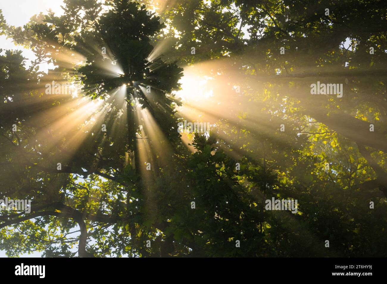 Sun rays break through the fog on an oak tree, Upper Bavaria, Bavaria, Germany Stock Photo
