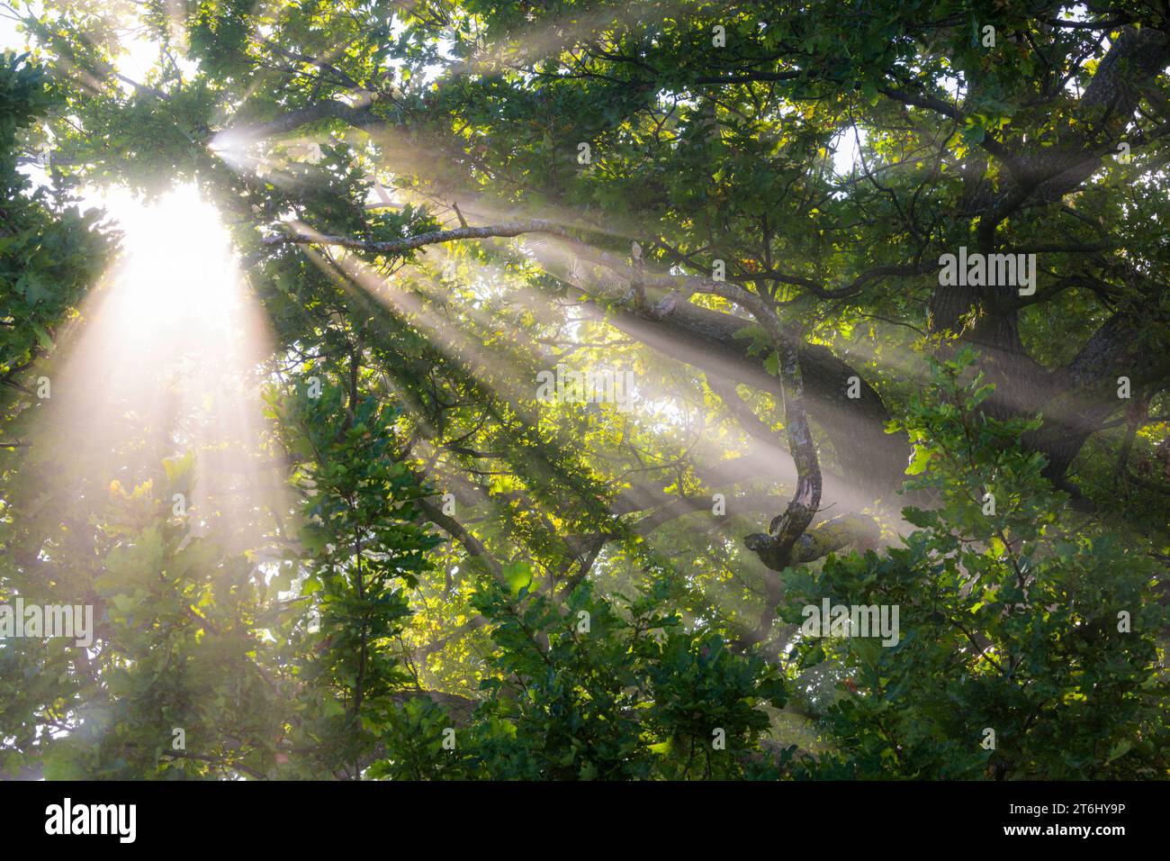 Sun rays break through the fog on an oak tree, Upper Bavaria, Bavaria, Germany Stock Photo