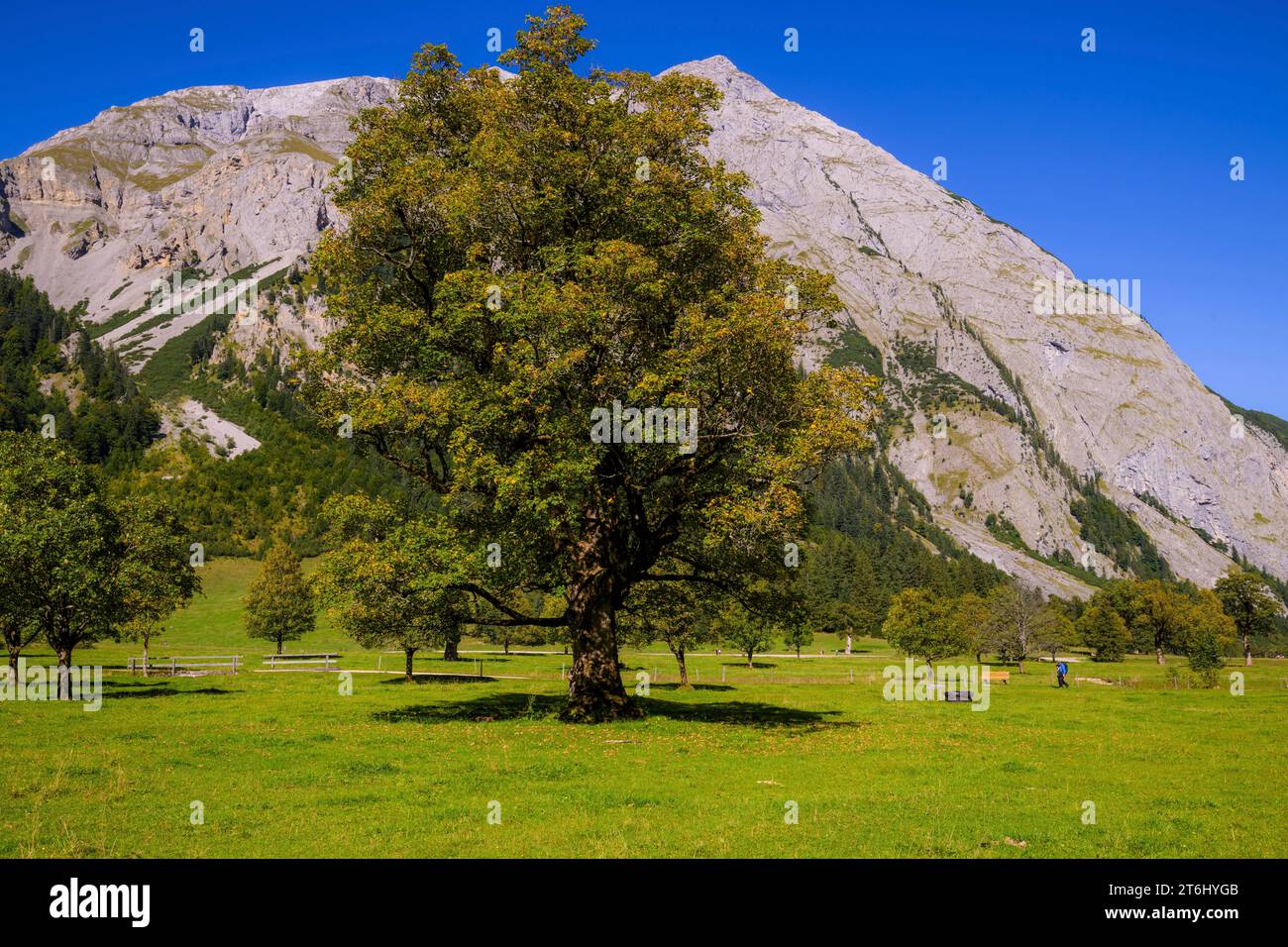 Nature reserve big maple ground, sycamore maple trees, Acer pseudoplatanus in autumn. Karwendel Mountains, Austria, Europe Stock Photo