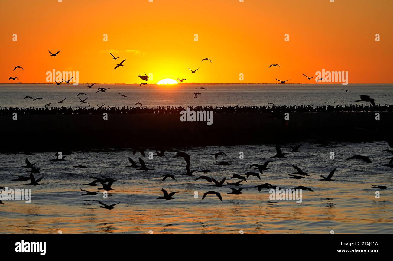 Flocks of Cape Cormorants (Phalacrocorax capensis) returning to roost at Velddrif, Cape West Coast, South Africa. Stock Photo