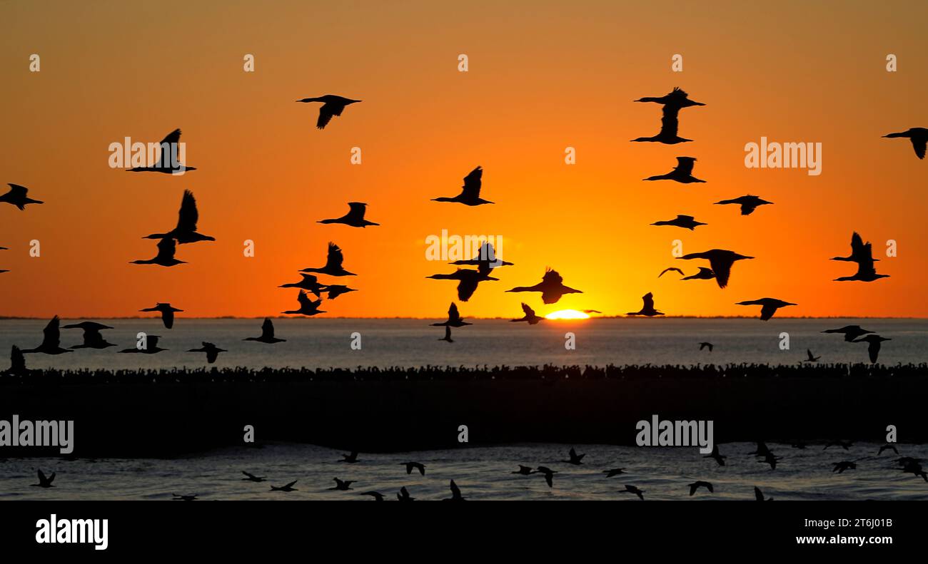 Flocks of Cape Cormorants (Phalacrocorax capensis) returning to roost at Velddrif, Cape West Coast, South Africa. Stock Photo