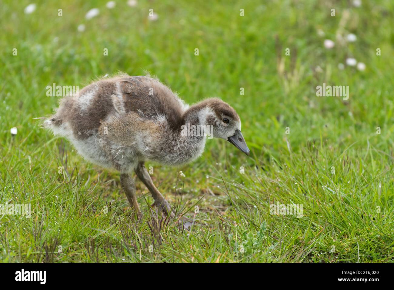 Egyptian goose chick (Alopochen aegyptiaca), Eiderstedt Peninsula ...