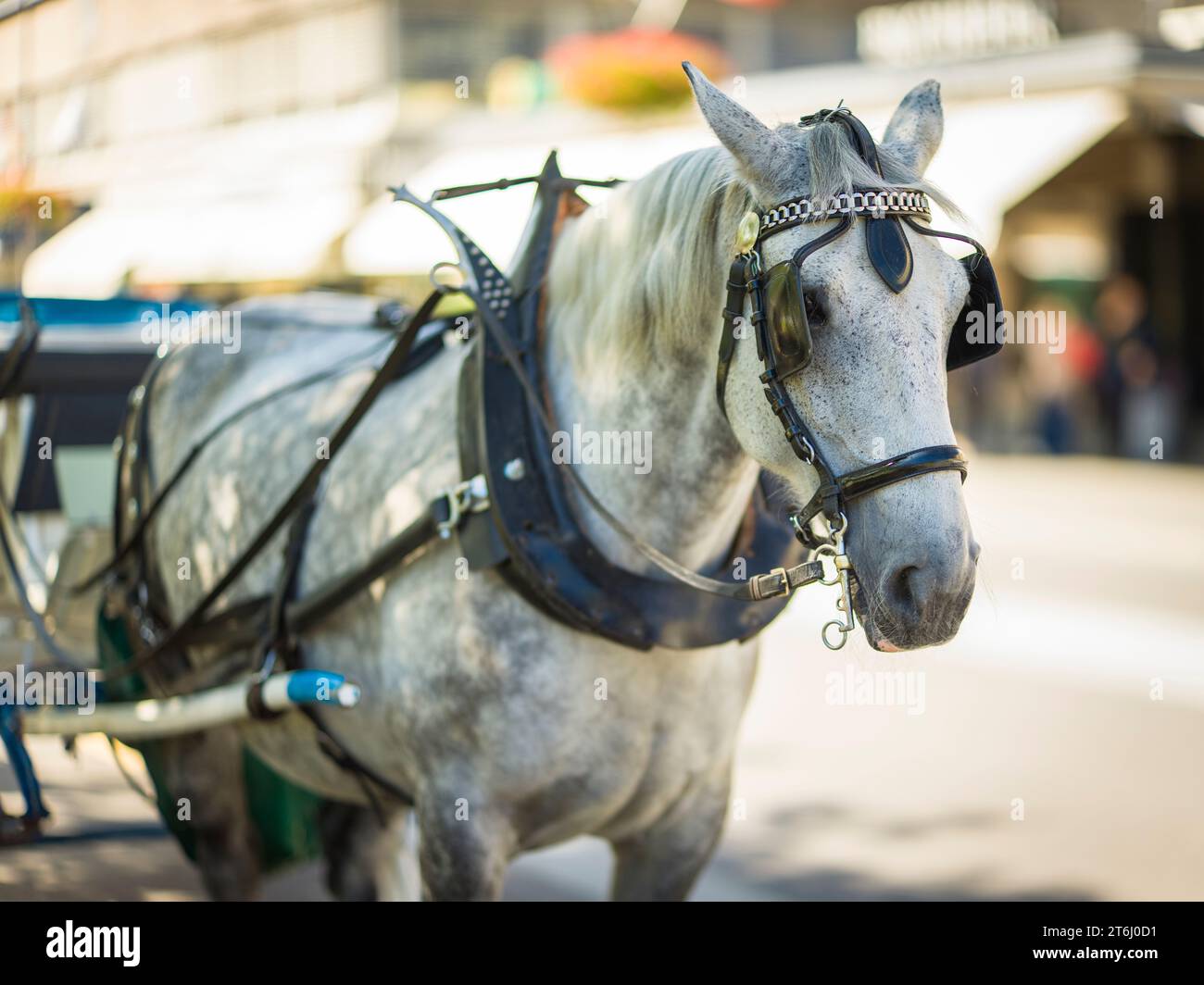 Horse carriage in interlaken hi-res stock photography and images - Alamy