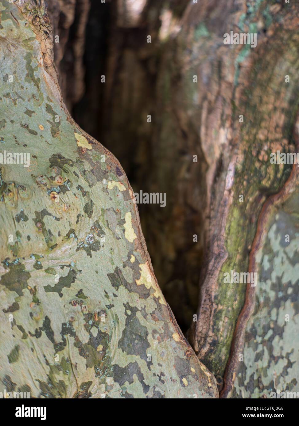 Tree trunk, split, close up Stock Photo Alamy