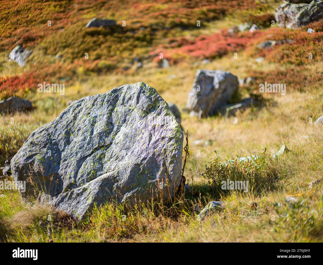 Vegetation at Susten Pass Stock Photo
