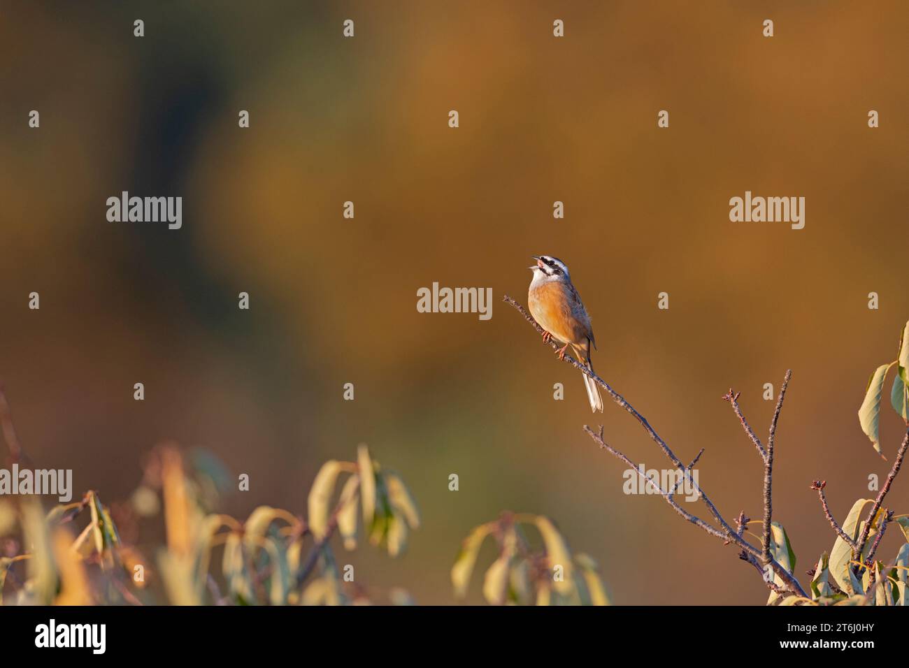 Meadow bunting (Emberiza cioides) perched on a tree branch Stock Photo