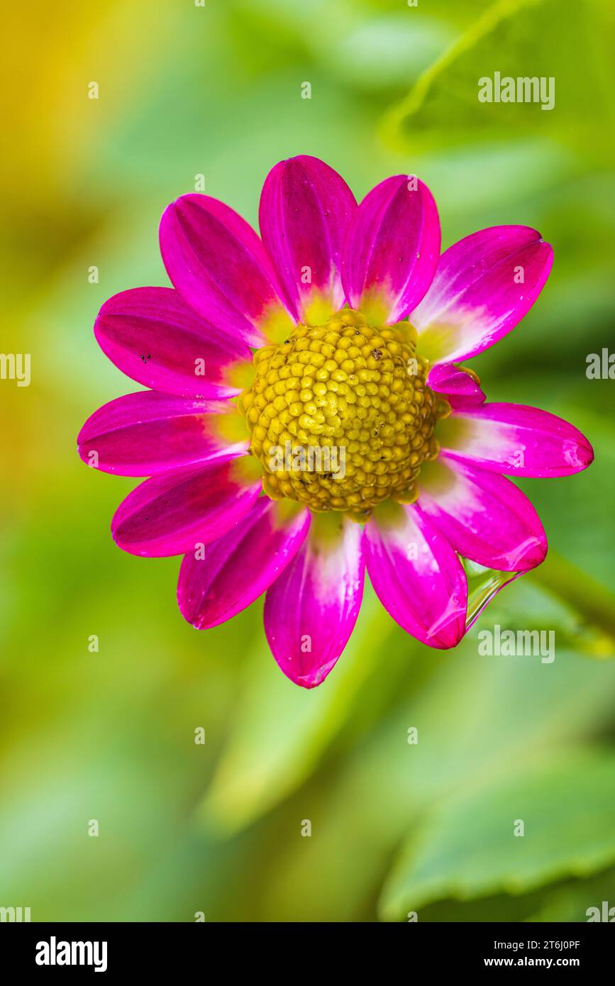 Purple dahlia dahlia flower hi-res stock photography and images - Alamy