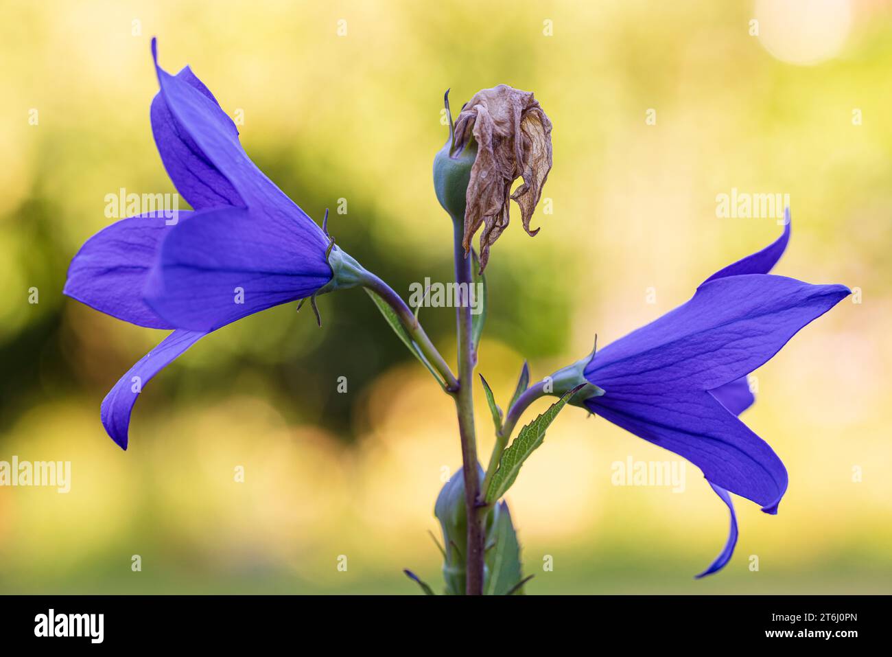 Peach-leaved bellflower, Campanula persicifolia, buds, faded flower, contrasting image Stock Photo