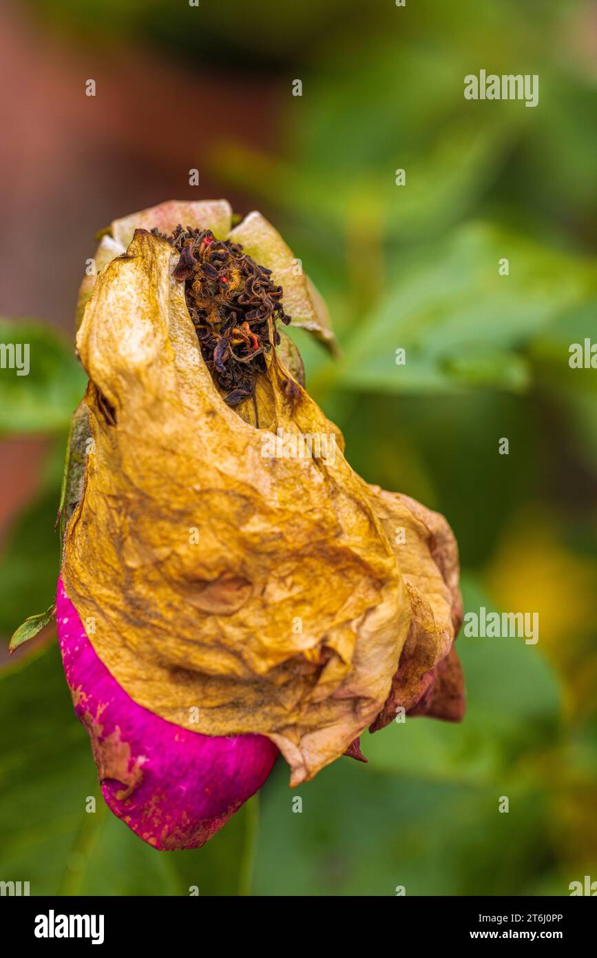 Decayed roses hi-res stock photography and images - Alamy