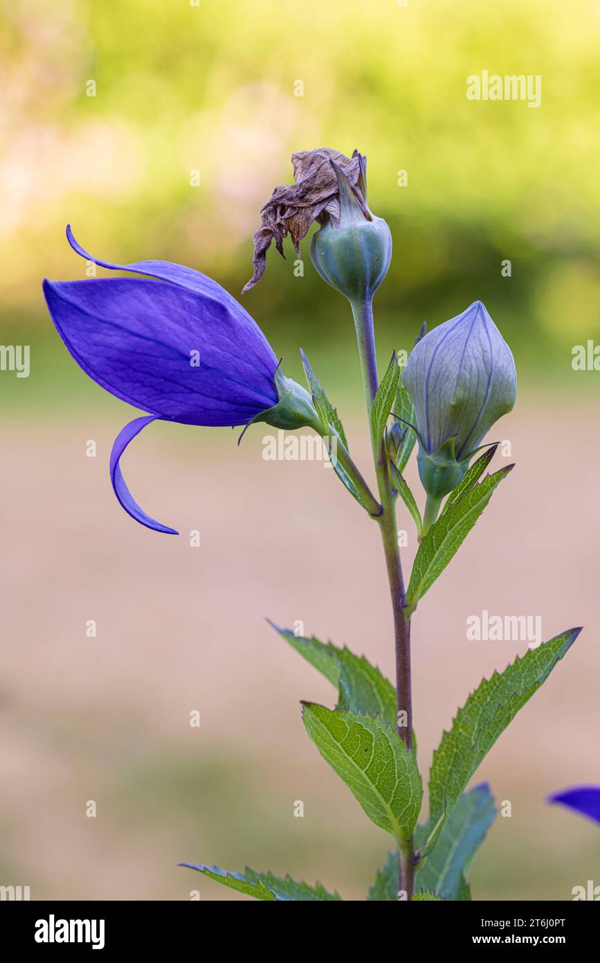 Peach-leaved bellflower, Campanula persicifolia, buds, faded flower, contrasting image Stock Photo