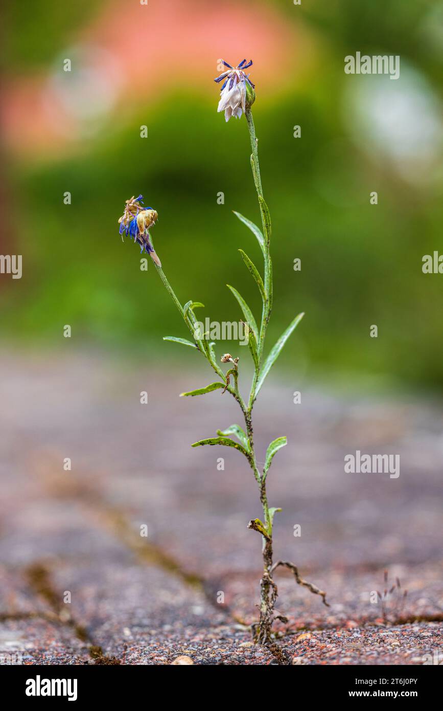 Plant grows through paving stones, symbol of adaptability and survival, urban space Stock Photo