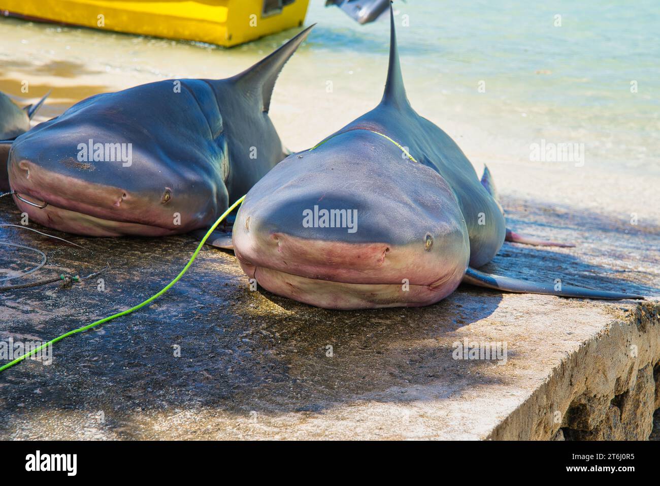 Dead bull sharks, also known as the Zambezi shark in Africa caught in fishing hook hear port launay beach, Mahe Seychelles Stock Photo