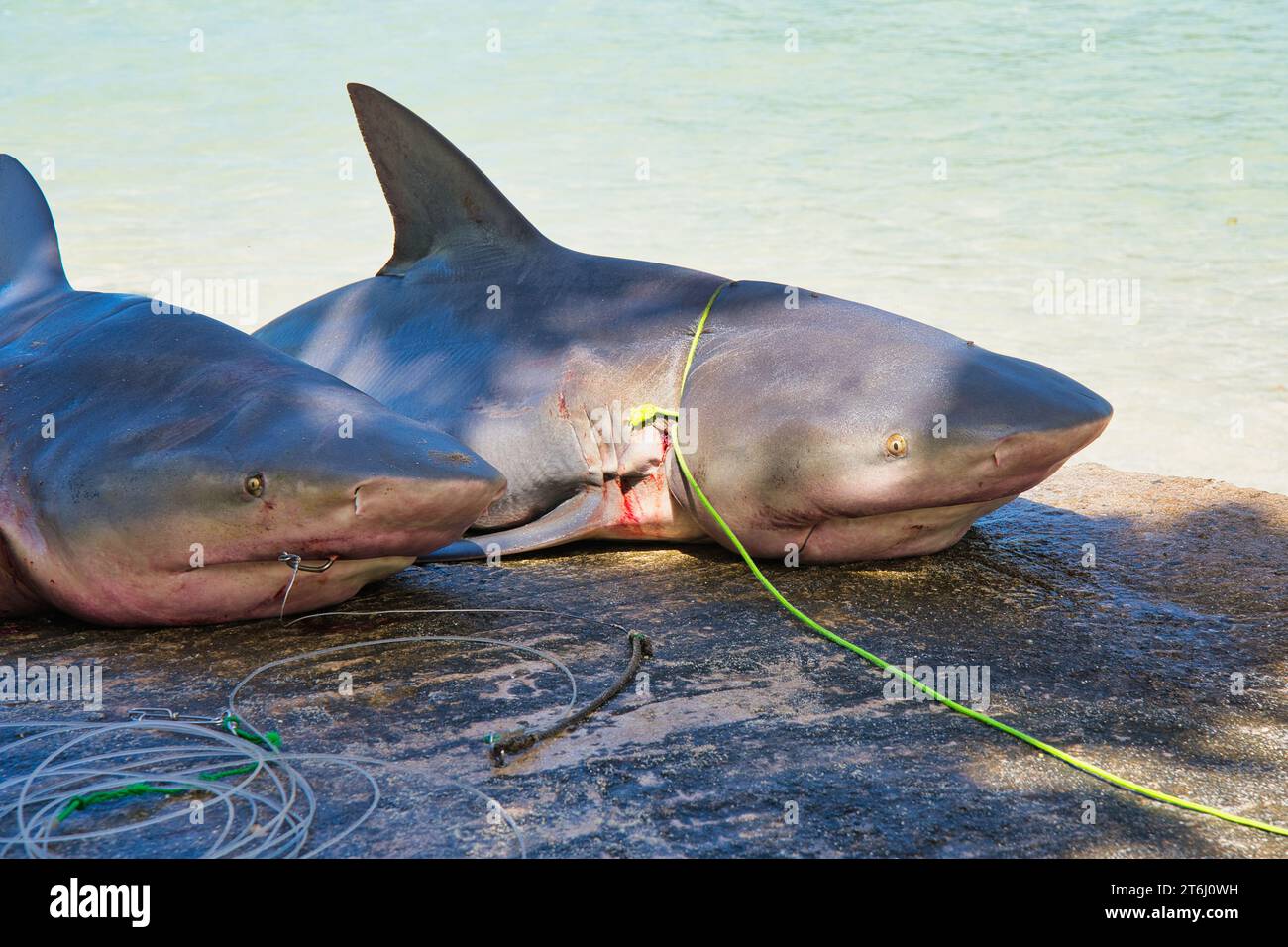 The Mighty Bull Shark: Exploring The Ocean's Resilient Predator