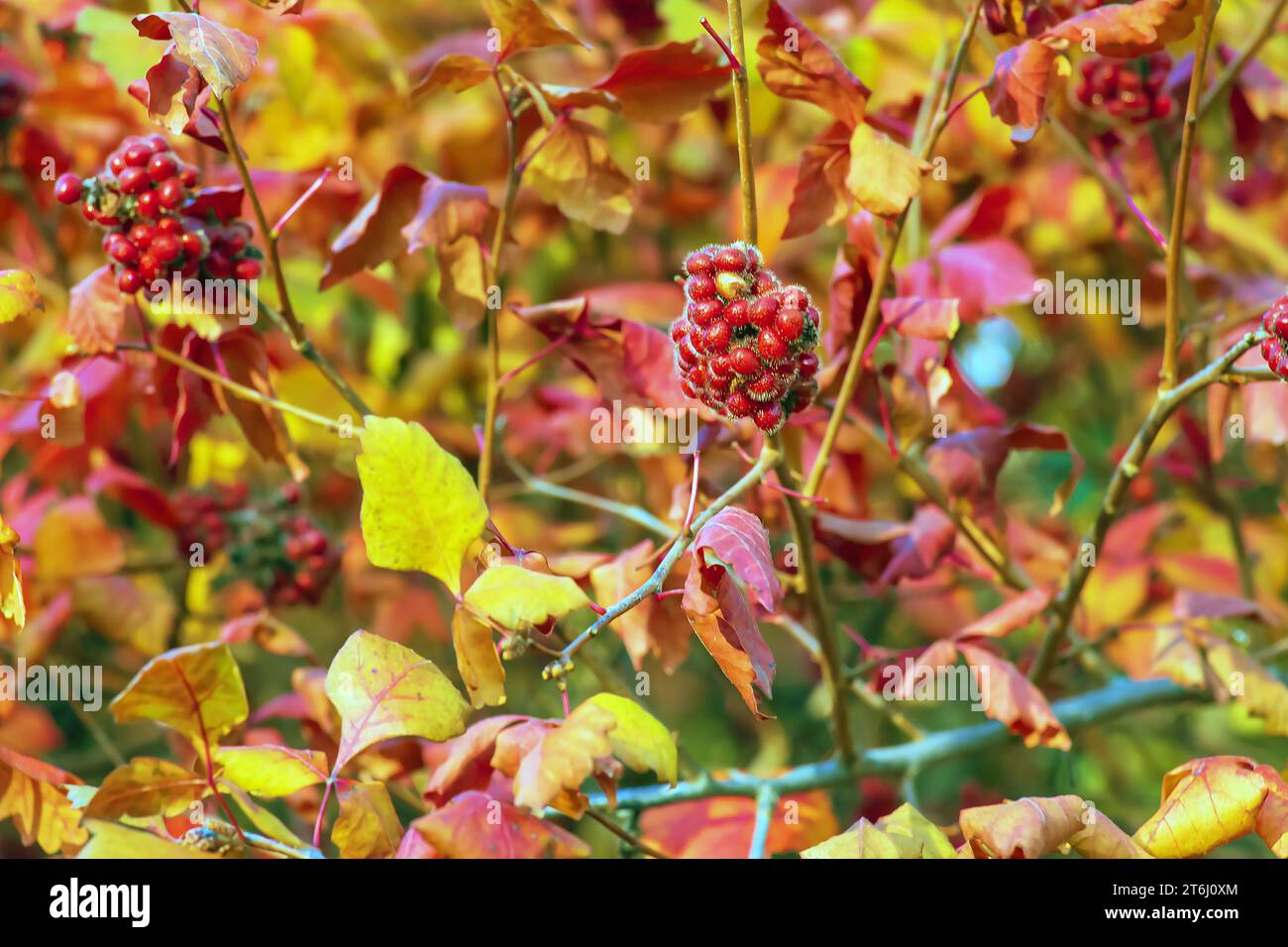 The fruit of the Fragrant Sumac, alson known as the Rhus trilobata. The