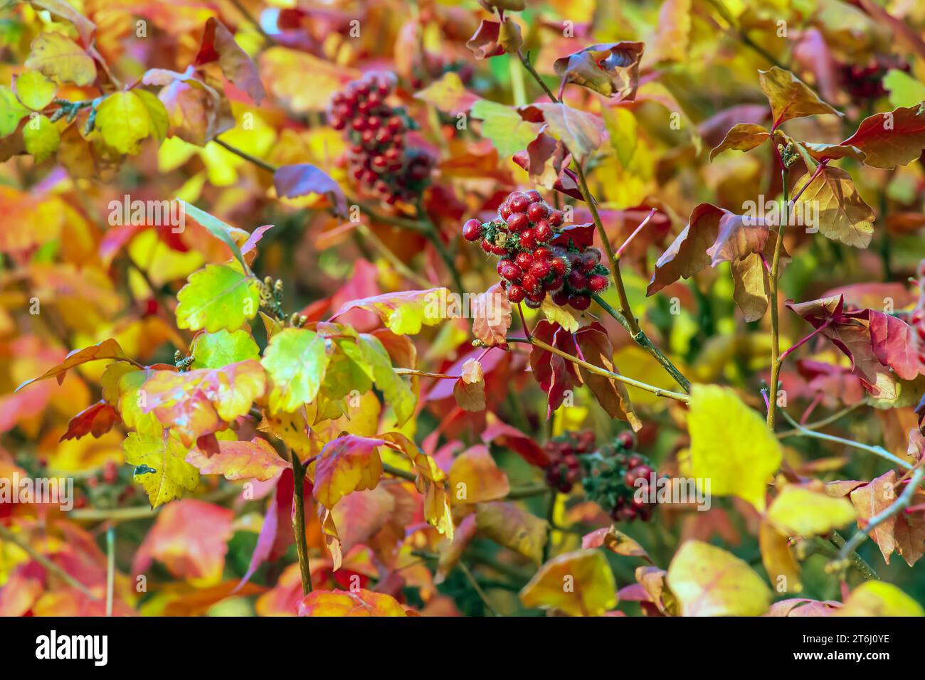 The fruit of the Fragrant Sumac, alson known as the Rhus trilobata. The