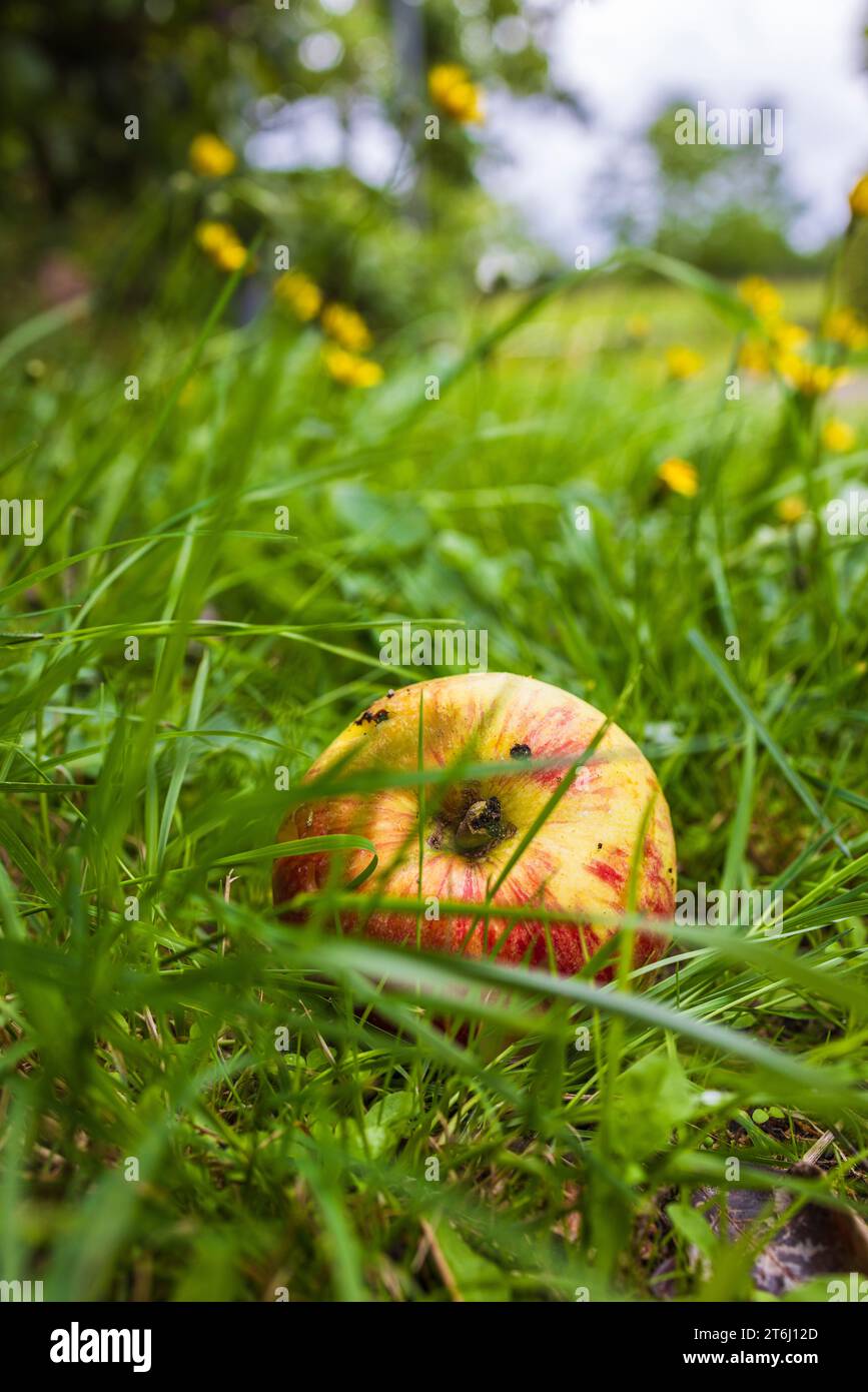 Apple in grass Stock Photo
