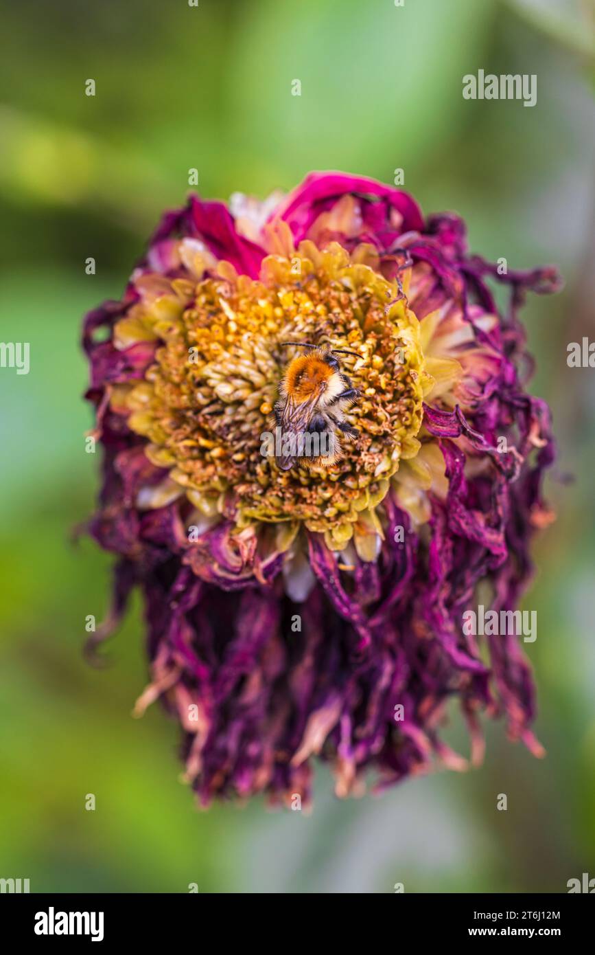 withered dahlia with bee in garden Stock Photo