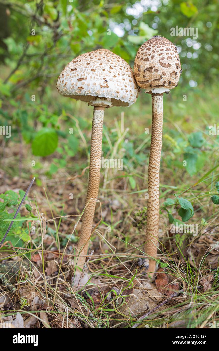 shaggy parasol mushroom (Chlorophyllum rachodes). Stock Photo